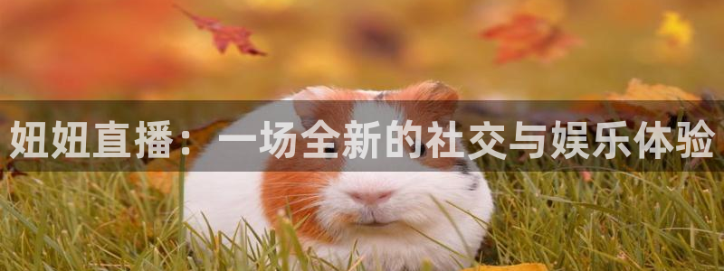 雨燕直播足球直播网：妞妞直播：一场全新的社交与娱乐体验