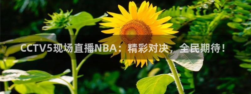 360雨燕无插件高清直播免费
