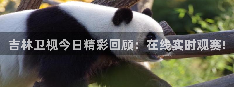 雨燕直播nba常规赛：吉林卫视今日精彩回顾：在线实时观赛!